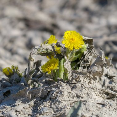 Çimenlerin üzerinde sarı karahindiba