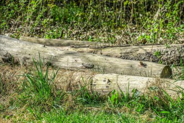 Yosun kaplı yaşlı bir ağacın tacı.