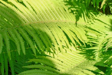 Ağustosta bahçede yeşil yapraklar