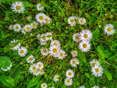 Yağmurdan sonra tarlada yeşil çimenler ve beyaz papatya çiçekleri