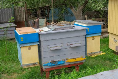 Arı kovanında arı sokmaları.