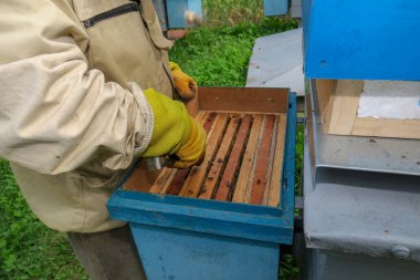 Bir arı yetiştiricisi arıdaki arı kovanlarını ve arıları kontrol eder.