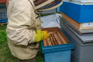 Bir arı yetiştiricisi arıdaki arı kovanlarını ve arıları kontrol eder.