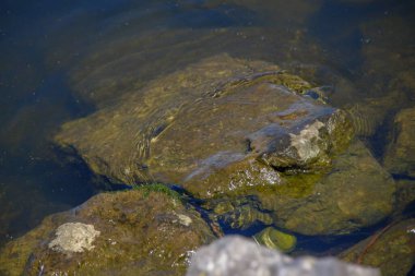 Ağustosta göletin kıyısındaki suya yakın büyük taşlar.