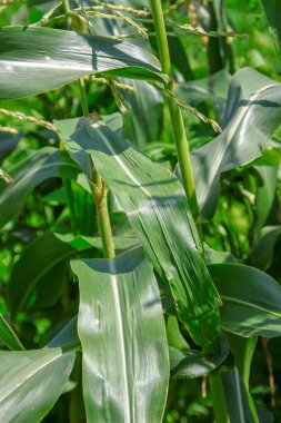 Bahçedeki yeşil mısır yaprakları