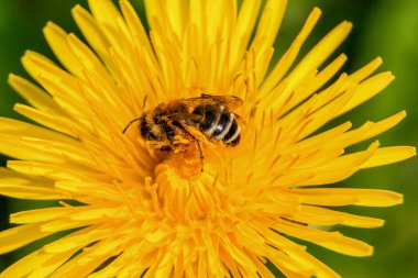 Arı polen sarı bir karahindiba üzerinde toplar.