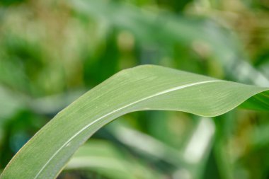 Bahçedeki yeşil mısır yaprakları