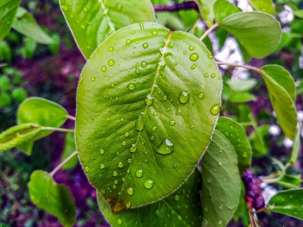 Nahaufnahme Eines Grünen Birnenblattes Nach Regen — Stockfoto