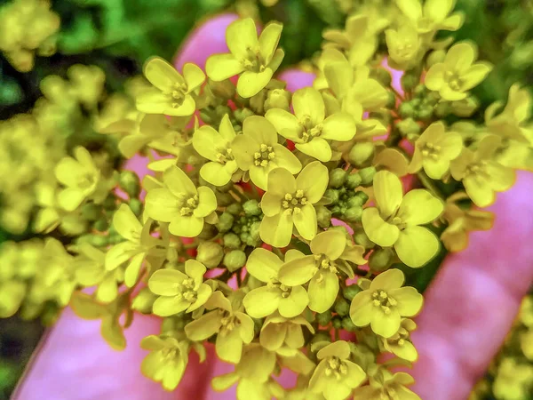 Flores Amarelas Palma Sua Mão Campo — Fotografia de Stock