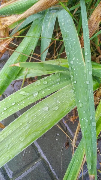 Green shoots of grass with dew after rain