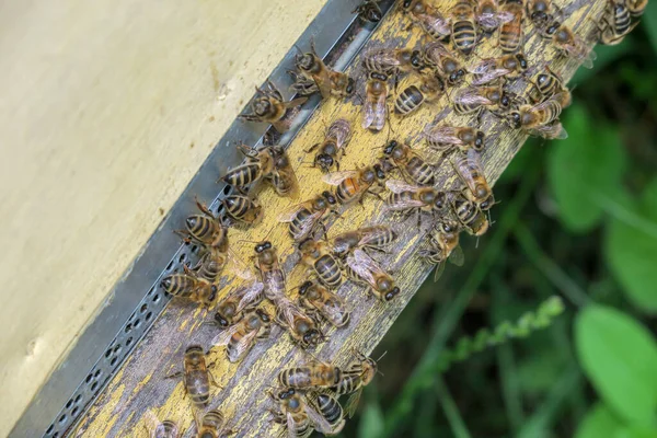 Las Abejas Vuelan Dentro Fuera Colmena —  Fotos de Stock