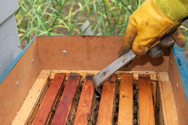 Een Imker Inspecteert Bijenkorven Bijen Bijenstal — Stockfoto