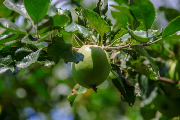 Kleine Appels Groene Bladeren — Stockfoto
