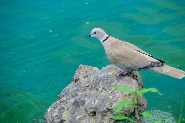 Agua Floreciente Estanque Cerca Del Parque Una Catástrofe Ecológica — Foto de Stock