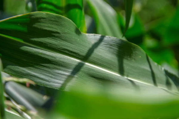 Gröna Blad Majs Trädgården — Stockfoto