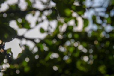 Yeşil yapraklardan oluşan arkaplandaki güneş ışınlarının odak noktasını kaybediyor.