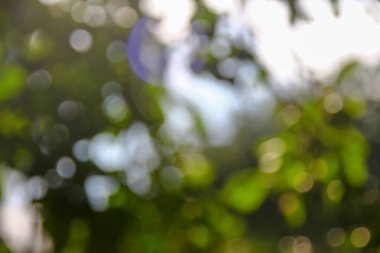 Yeşil yapraklardan oluşan arkaplandaki güneş ışınlarının odak noktasını kaybediyor.