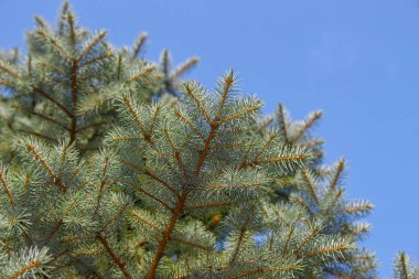 Ağustosta bahçede Noel ağacı