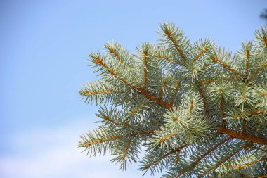 Ağustosta bahçede Noel ağacı