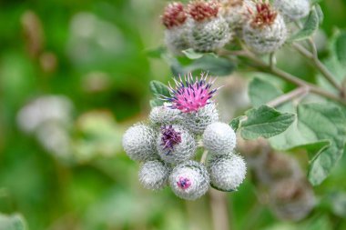 Yolun kenarında mor dulavrat çiçekleri.
