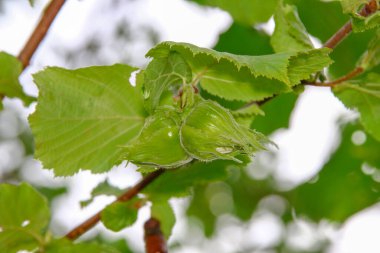 Bahçedeki çalıların fındık ve yeşil yaprakları