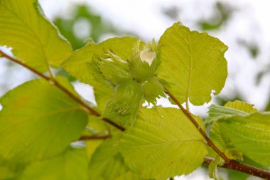 Bahçedeki çalıların fındık ve yeşil yaprakları