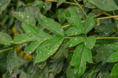 Bahçede yeşil yapraklar ve yağmur sonrası su damlaları