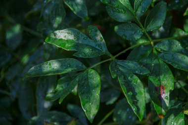 Bahçede yeşil yapraklar ve yağmur sonrası su damlaları