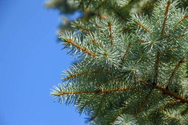 Ağustosta bahçedeki bir Noel ağacının yeşil slaytlı dalları