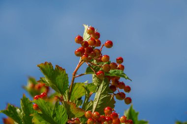 Bahçede kırmızı viburum ve yeşil yapraklar
