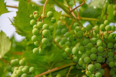 Bahçede yeşil üzüm ve yaprak demetleri