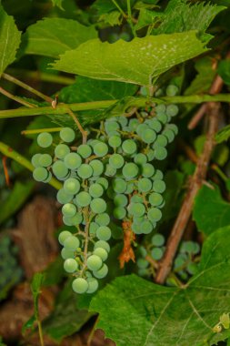 Bahçede yeşil üzüm ve yaprak demetleri