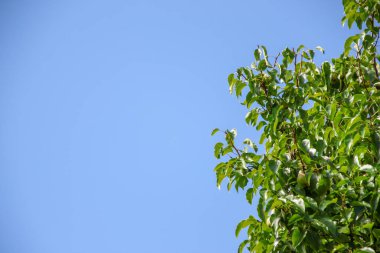 Ağustosta ormanın üzerinde mavi gökyüzü