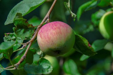 Bahçede kırmızı-yeşil elma ve yeşil yapraklar