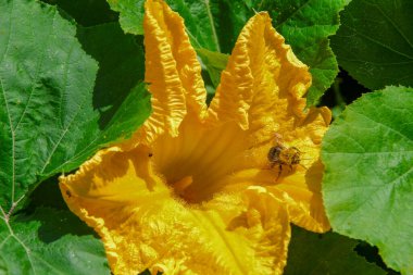 Tarlada taç yaprakları olan sarı çiçek.