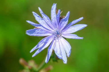 Ağustosta yolun kenarındaki mavi kır çiçeği