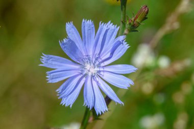 Ağustosta yolun kenarındaki mavi kır çiçeği