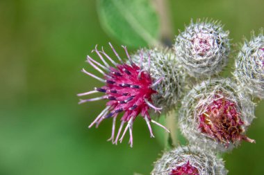 Tarlada fileto renginde açan burdock