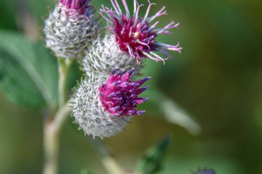 Tarlada fileto renginde açan burdock