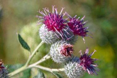 Tarlada fileto renginde açan burdock