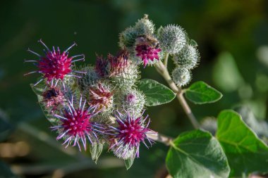 Tarlada fileto renginde açan burdock