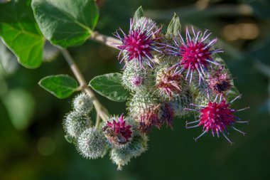 Tarlada fileto renginde açan burdock