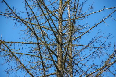 Kuru ladin ağacı ve mavi gökyüzü arkaplanı