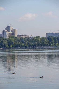 Ağustos 'ta bir gölde vahşi ördek