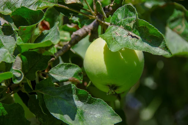 Kleine Äpfel Und Grüne Blätter — Stockfoto