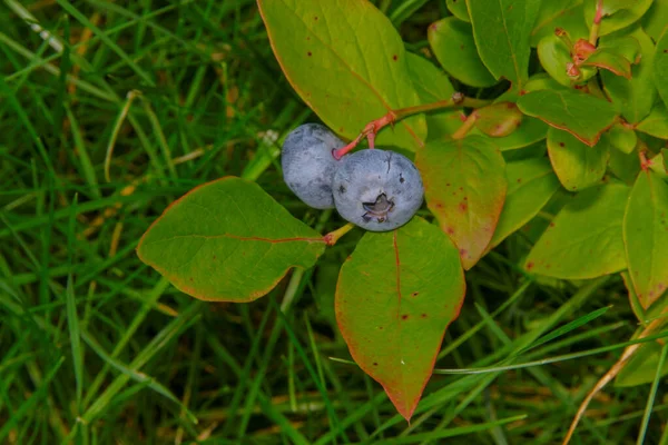 Blåbärsblad Och Bär Trädgården — Stockfoto