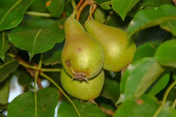 Grüne Kleine Birnen Auf Einem Baum Und Blättern — Stockfoto