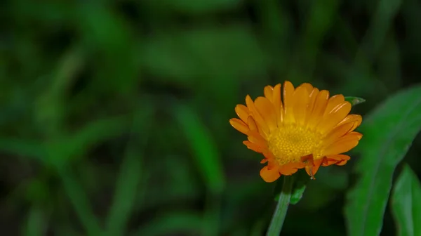 Sárga Fekete Virág Kertben Augusztusban — Stock Fotó
