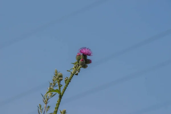 Фіолетові Квіти Лопуха Біля Дороги — стокове фото