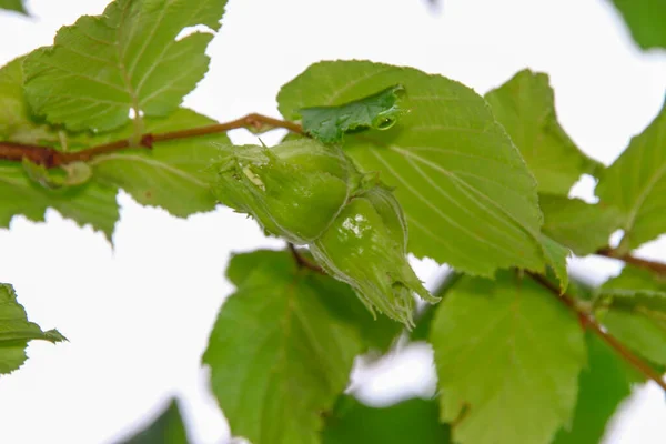 Avelãs Folhas Verdes Arbusto Jardim — Fotografia de Stock